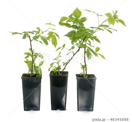 Raspberry plant in pot Raspberry plant in pot 46345698
