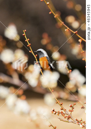 ジョウビタキと梅 46345945