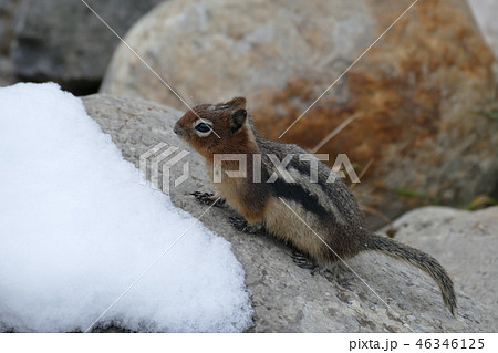 雪とリス 46346125
