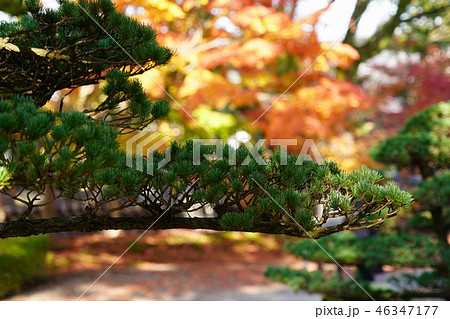秋の旧細川形部庭園の風景 秋の旧細川形部庭園の風景 46347177