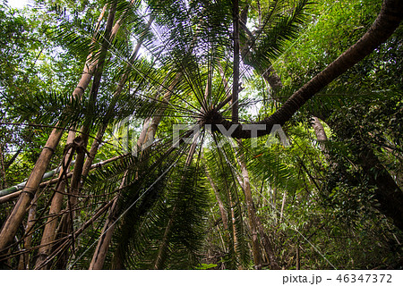 Green palm trees in forest. 46347372