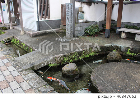 鯉の泳ぐまち　島原市　長崎県　九州 46347662