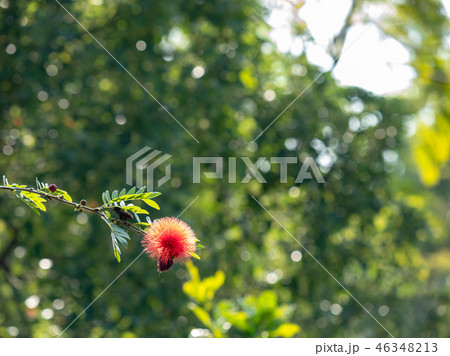 Surinam Powderpuff flower  46348213