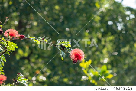 Surinam Powderpuff flower  46348218