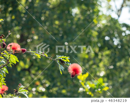 Surinam Powderpuff flower  46348219