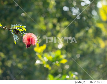 Surinam Powderpuff flower  46348226