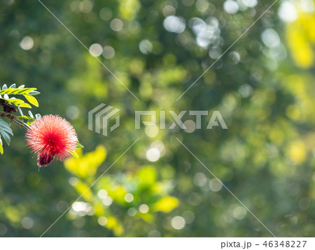 Surinam Powderpuff flower  46348227