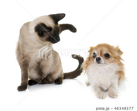 young siamese cat and chihuahua 46348377