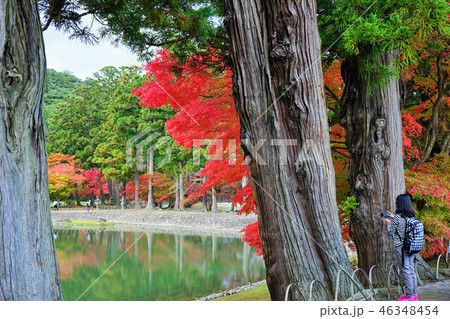 秋の平泉毛越寺 46348454