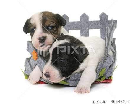 puppies jack russel terrier puppies jack russel terrier 46348512