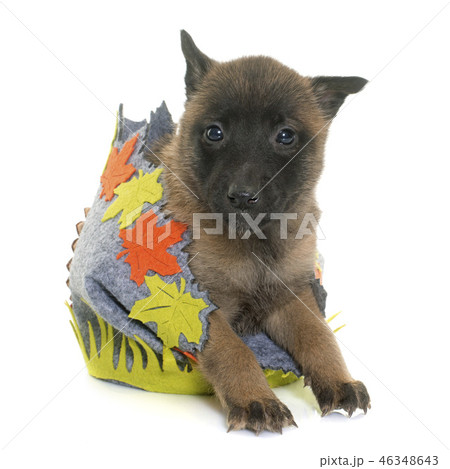 puppy belgian shepherd malinois 46348643