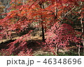 紅葉 46348696