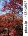紅葉 46348697