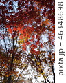 紅葉 46348698