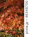 紅葉 46348700