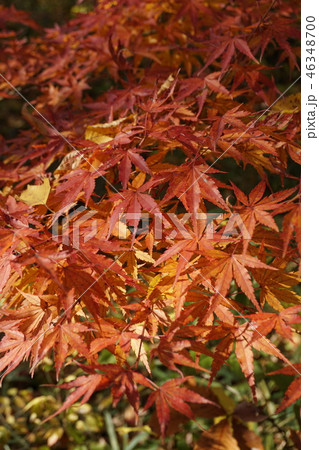紅葉 紅葉 46348700