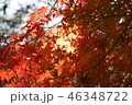 紅葉 46348722