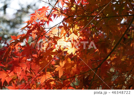 紅葉 紅葉 46348722