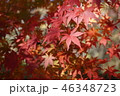 紅葉 46348723