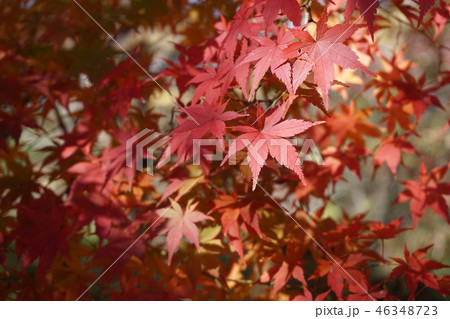 紅葉 紅葉 46348723