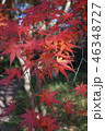 紅葉 46348727