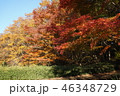 紅葉 46348729