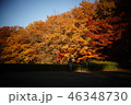 紅葉 46348730