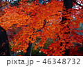 紅葉 46348732