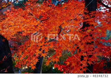 紅葉 紅葉 46348732
