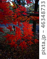 紅葉 46348733