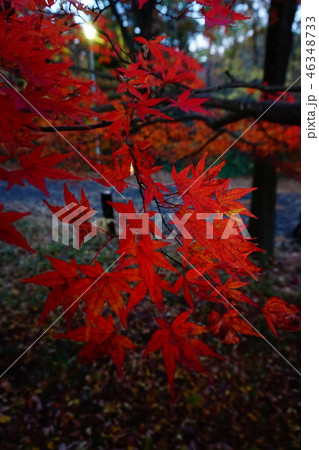 紅葉 紅葉 46348733