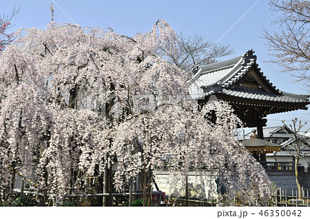 シダレザクラ 46350042