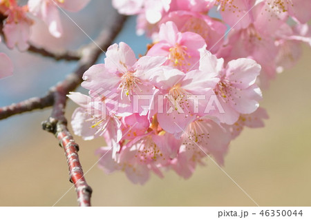 カワズザクラ 46350044