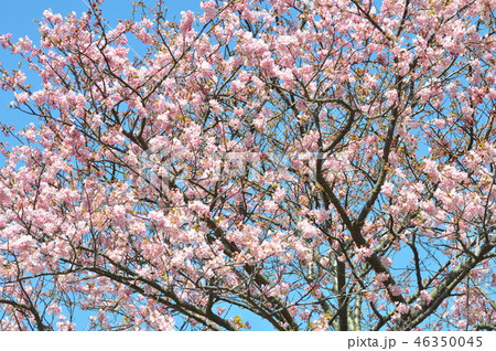 カワズザクラ 46350045