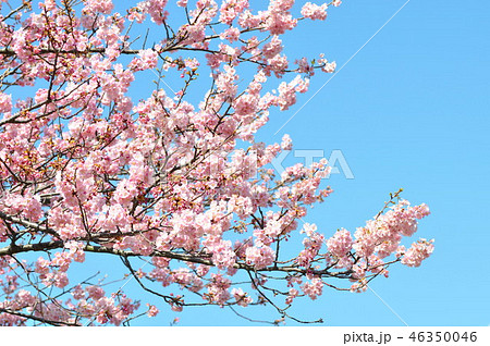 カワズザクラ 46350046
