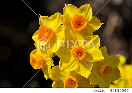 キズイセン 46350047