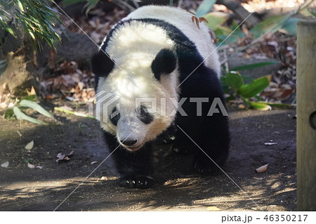 シャンシャン 46350217