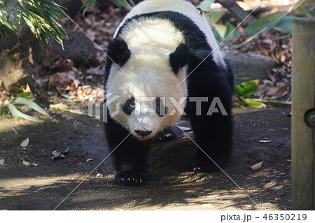 シャンシャン 46350219