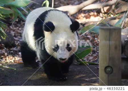 シャンシャン 46350221