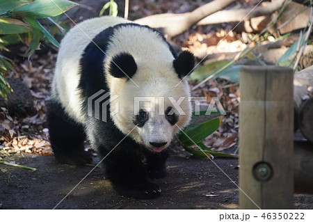 シャンシャン 46350222