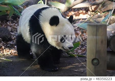 シャンシャン 46350223