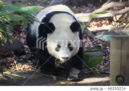 シャンシャン 46350224