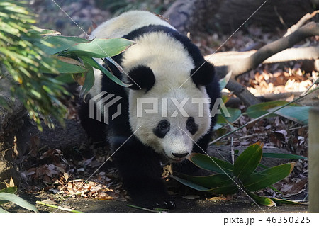 シャンシャン 46350225