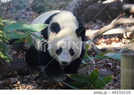 シャンシャン シャンシャン 46350226