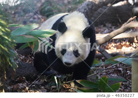 シャンシャン 46350227