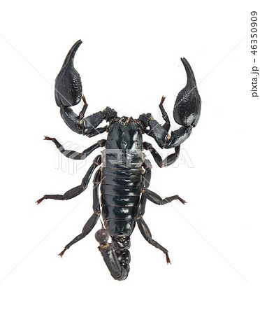 scorpion on white background 46350909
