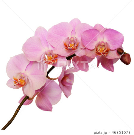 Pink orchid flower Pink orchid flower 46351073