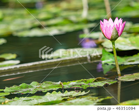 water lily/ pond/ park 46351094