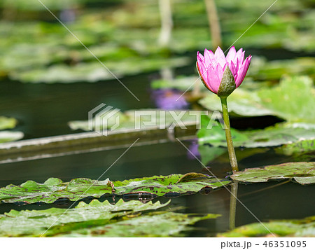 water lily/ pond/ park 46351095