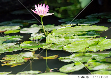 water lily/ pond/ park 46351096